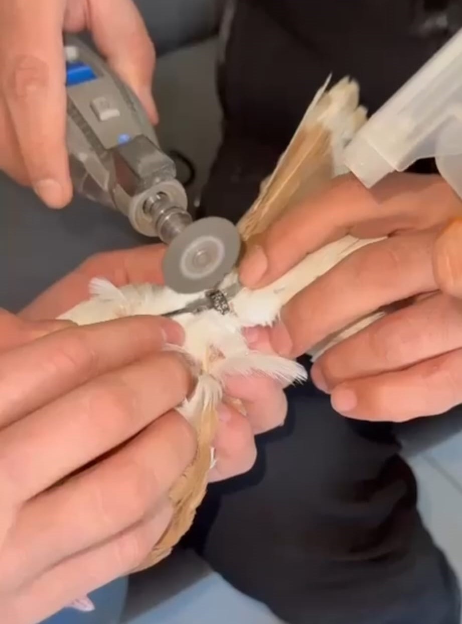 Güvercinin ayağına dolanan demir bilezik itfaiye ekibince çıkartıldı
