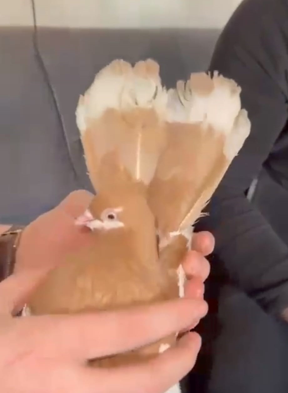 Güvercinin ayağına dolanan demir bilezik itfaiye ekibince çıkartıldı
