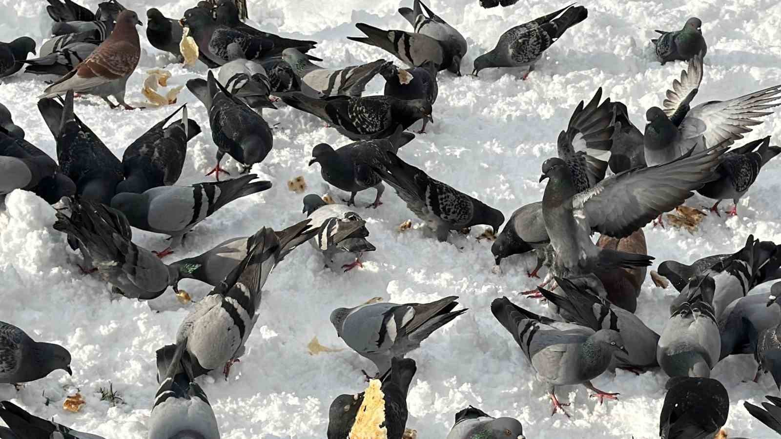 Güvercinleri yemleyen vatandaş yürekleri ısıttı
