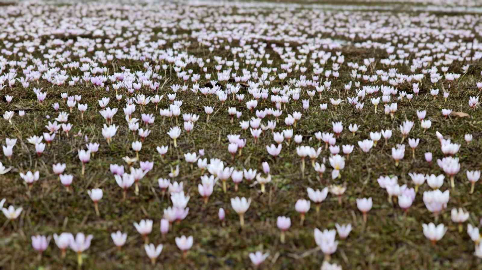 Güzeldere Vadisi bahar çiğdemleriyle süslendi
