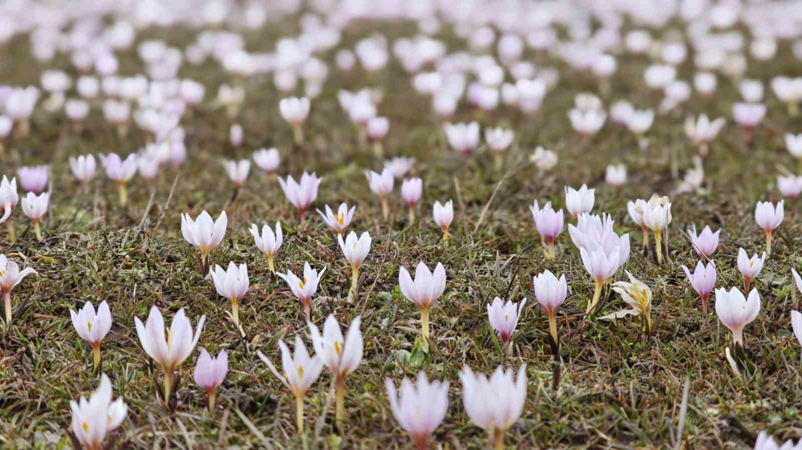 Güzeldere Vadisi bahar çiğdemleriyle süslendi

