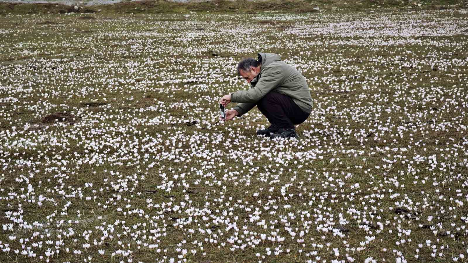 Güzeldere Vadisi bahar çiğdemleriyle süslendi
