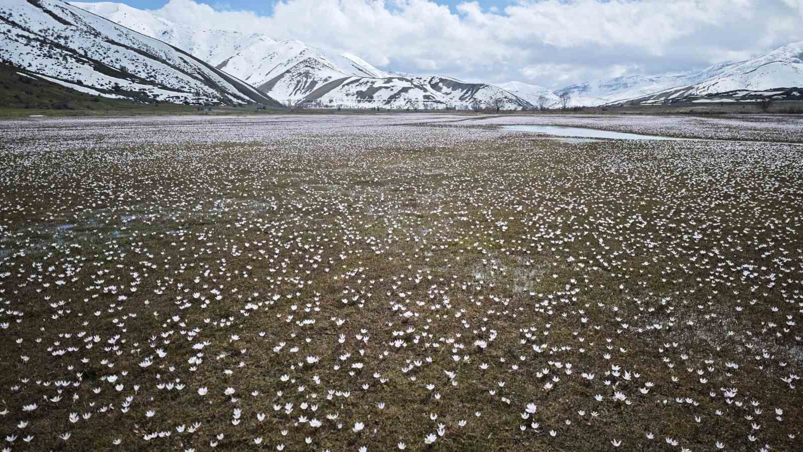 Güzeldere Vadisi’nde bahar şöleni: Çiğdemler görsel ziyafet sunuyor
