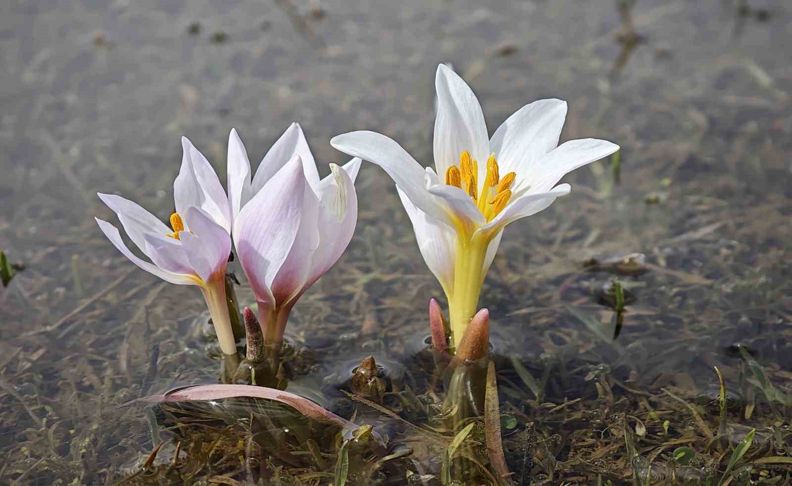 Güzeldere Vadisi’nde bahar şöleni: Çiğdemler görsel ziyafet sunuyor
