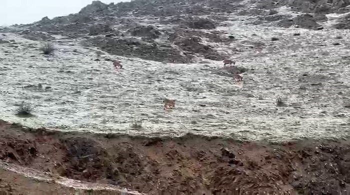 Hakkari yolunda dağ keçileri görüntülendi
