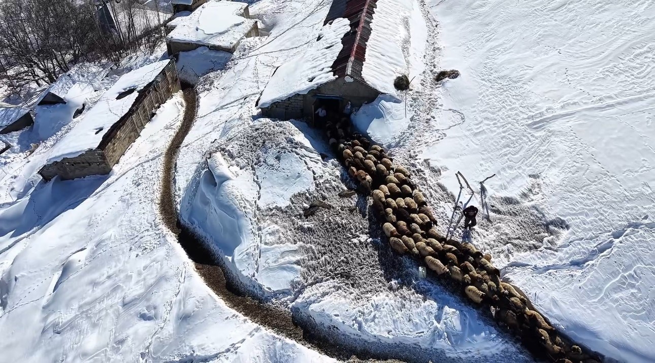 Hakkari’de 1 buçuk metreyi aşan karda çiftçilerin zorlu mesaisi sürüyor
Hakkari’de 1 buçuk metreyi aşan karda çiftçilerin zorlu mesaisi sürüyor
