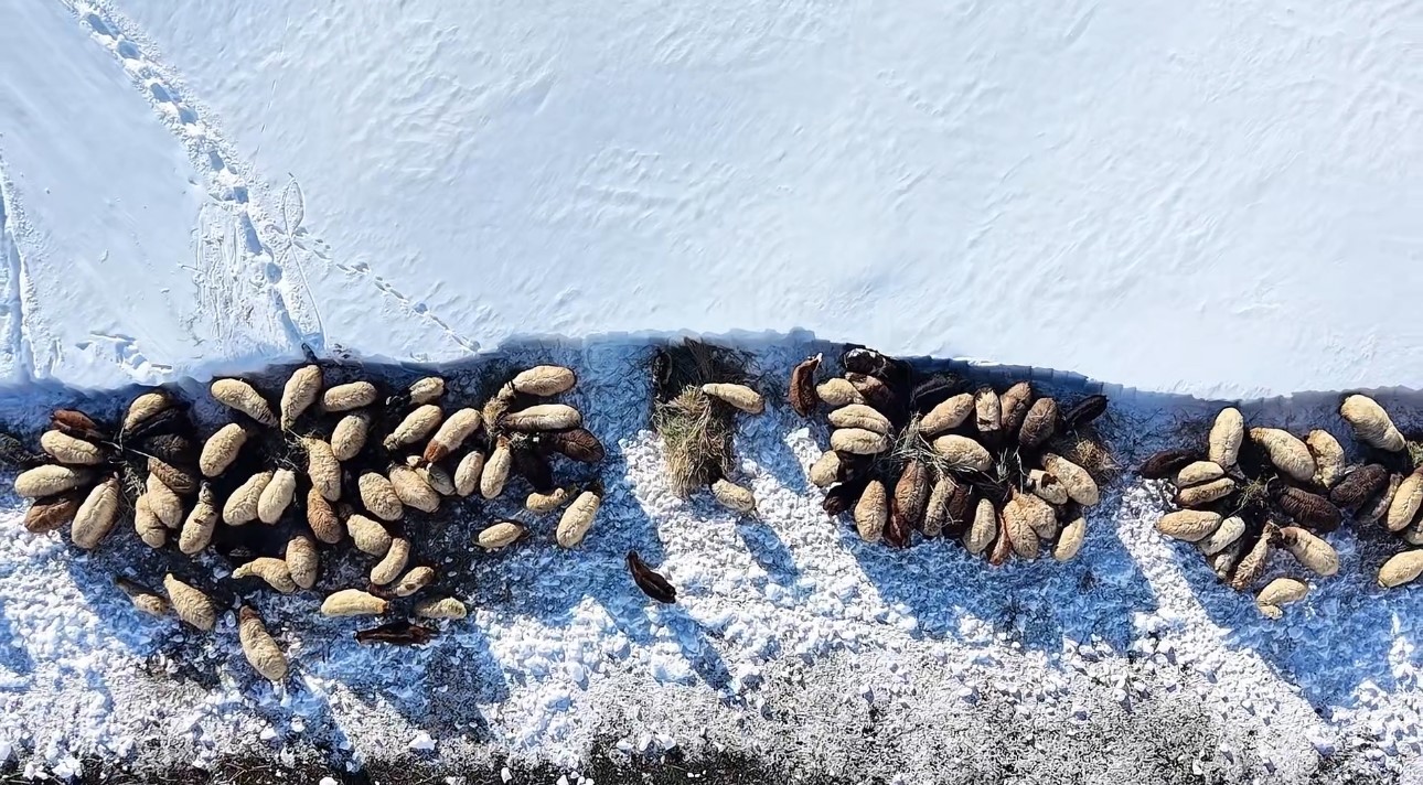 Hakkari’de 1 buçuk metreyi aşan karda çiftçilerin zorlu mesaisi sürüyor
Hakkari’de 1 buçuk metreyi aşan karda çiftçilerin zorlu mesaisi sürüyor