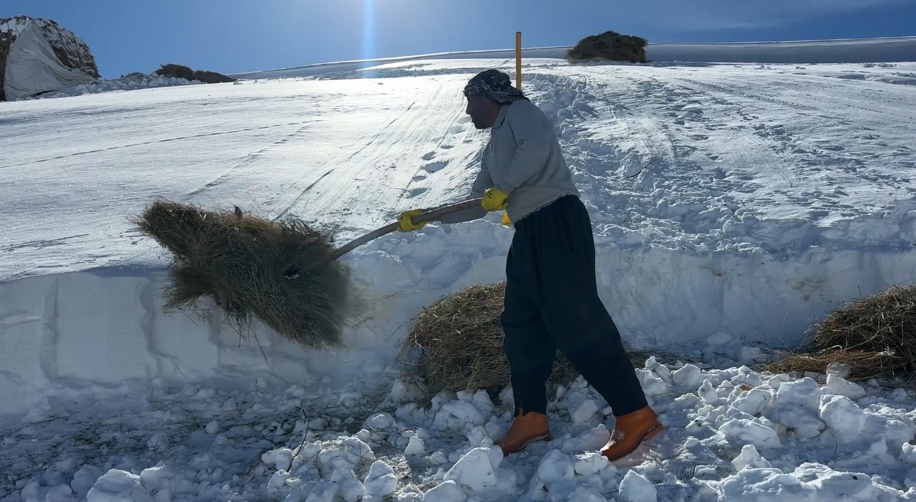Hakkari’de 1 buçuk metreyi aşan karda çiftçilerin zorlu mesaisi sürüyor
Hakkari’de 1 buçuk metreyi aşan karda çiftçilerin zorlu mesaisi sürüyor