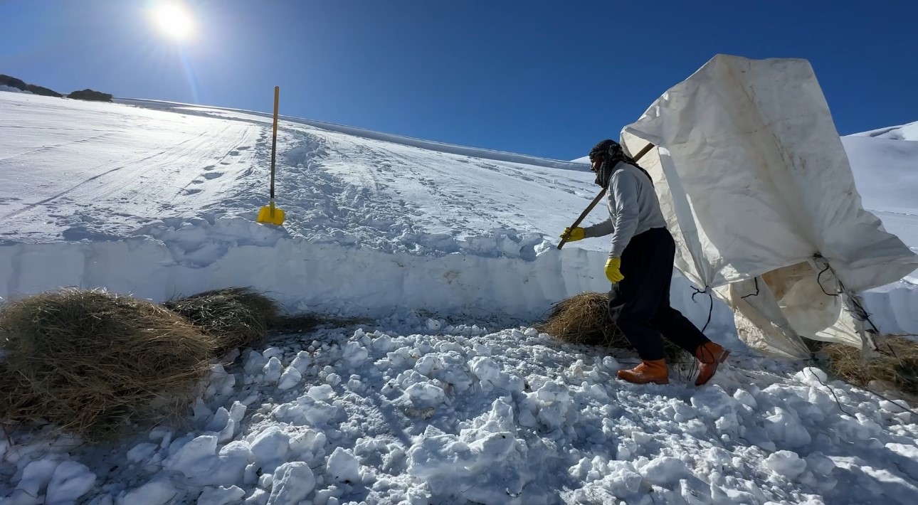 Hakkari’de 1 buçuk metreyi aşan karda çiftçilerin zorlu mesaisi sürüyor
Hakkari’de 1 buçuk metreyi aşan karda çiftçilerin zorlu mesaisi sürüyor