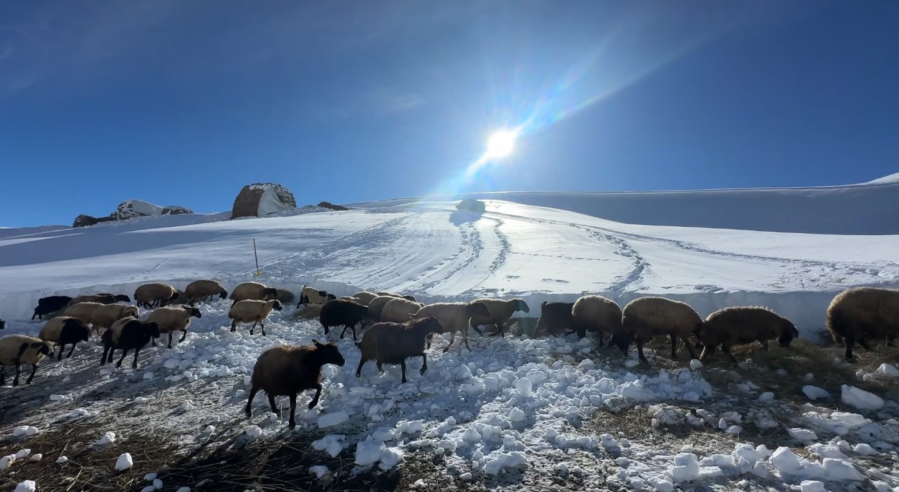 Hakkari’de 1 buçuk metreyi aşan karda çiftçilerin zorlu mesaisi sürüyor
Hakkari’de 1 buçuk metreyi aşan karda çiftçilerin zorlu mesaisi sürüyor