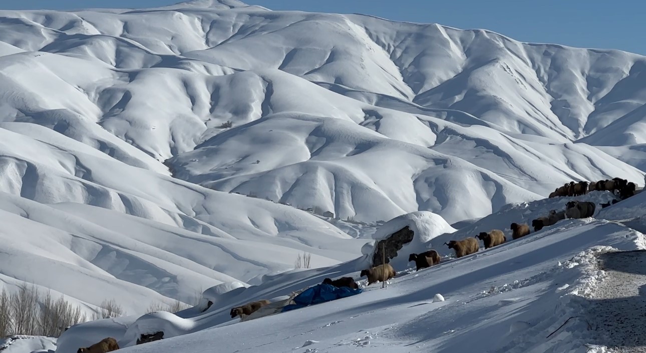 Hakkari’de 1 buçuk metreyi aşan karda çiftçilerin zorlu mesaisi sürüyor
Hakkari’de 1 buçuk metreyi aşan karda çiftçilerin zorlu mesaisi sürüyor