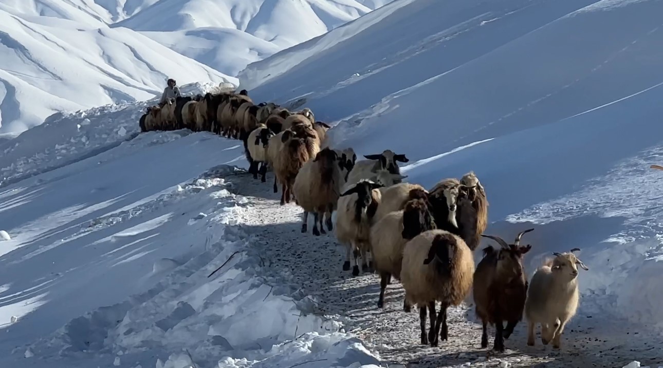 Hakkari’de 1 buçuk metreyi aşan karda çiftçilerin zorlu mesaisi sürüyor
Hakkari’de 1 buçuk metreyi aşan karda çiftçilerin zorlu mesaisi sürüyor