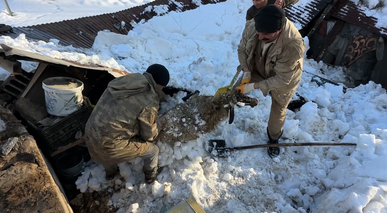 Hakkari’de ahırın çatısı çöktü: 2 hayvan telef oldu
