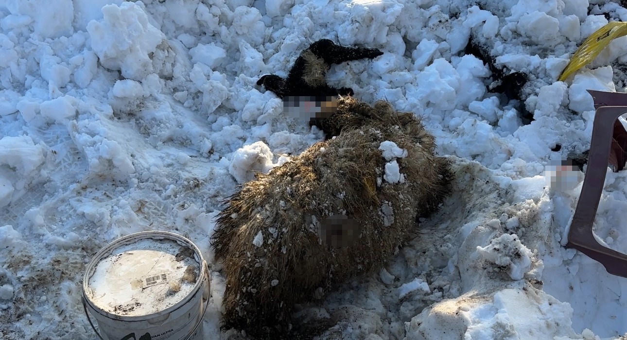 Hakkari’de ahırın çatısı çöktü: 2 hayvan telef oldu
