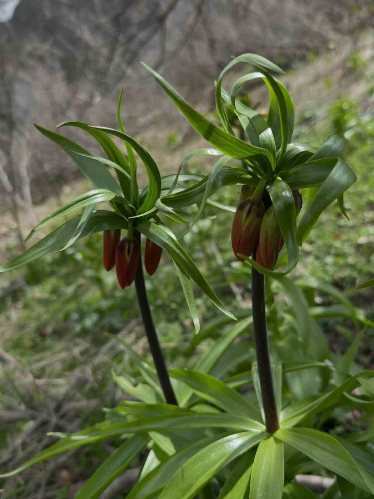 Hakkari’de ters laleler çiçek açtı
