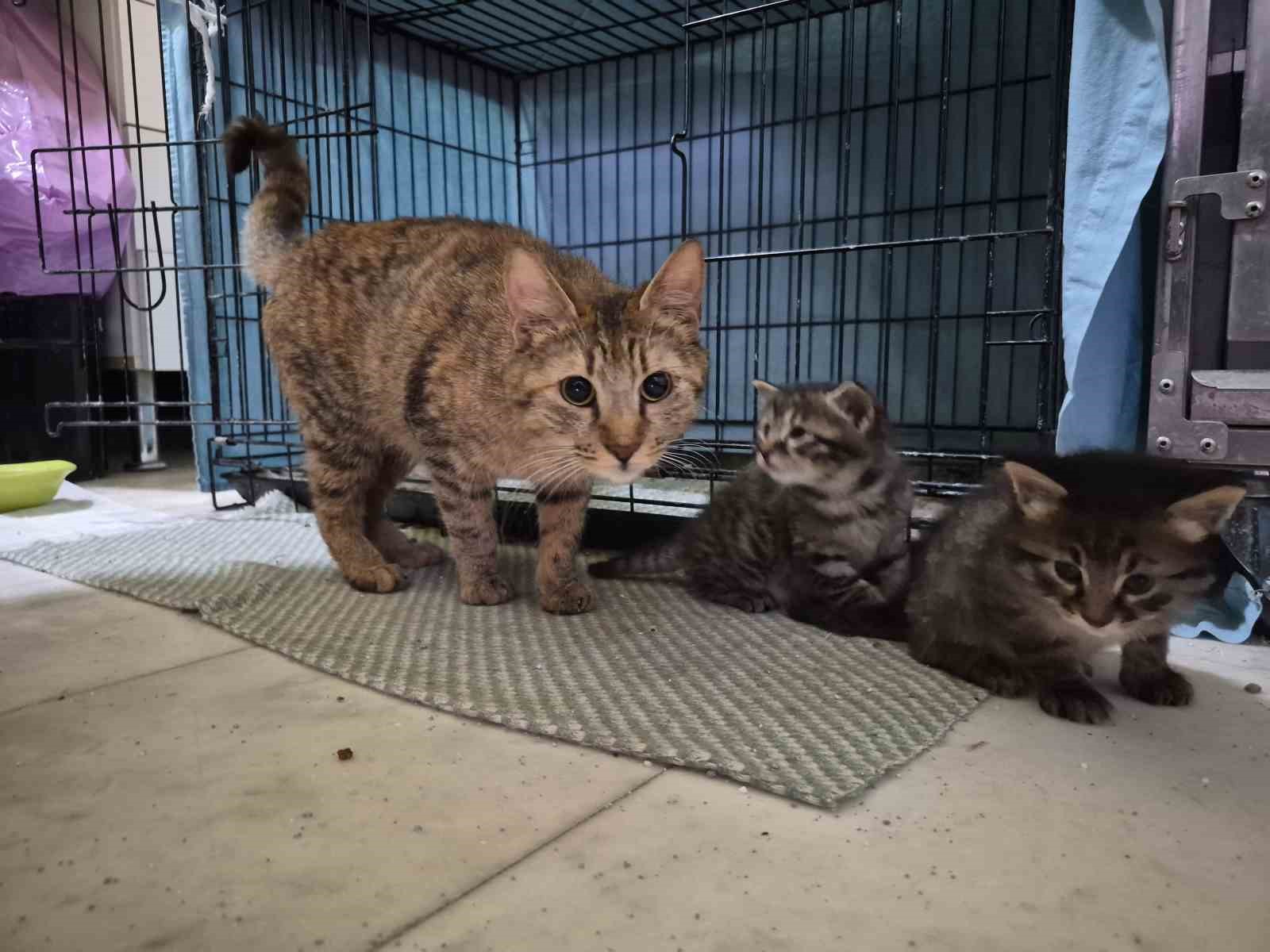 Hamile kedi sığındığı veteriner kliniğinde doğum yaptı
Hamile kedi sığındığı veteriner kliniğinde doğum yaptı