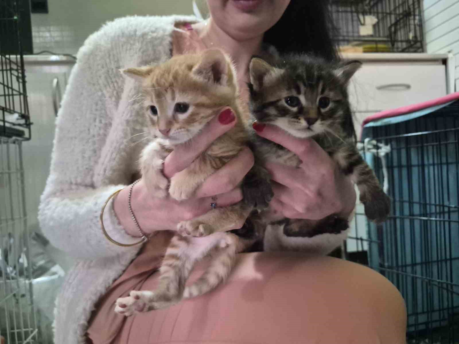 Hamile kedi sığındığı veteriner kliniğinde doğum yaptı
Hamile kedi sığındığı veteriner kliniğinde doğum yaptı