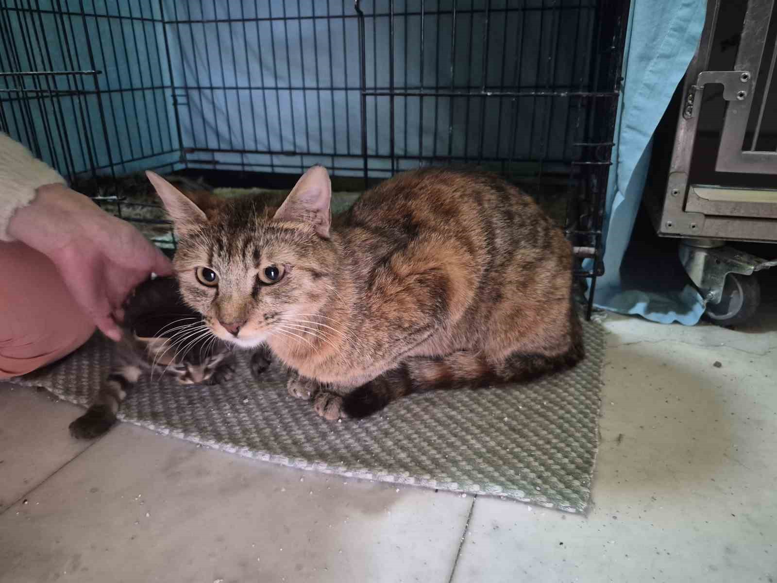 Hamile kedi sığındığı veteriner kliniğinde doğum yaptı
Hamile kedi sığındığı veteriner kliniğinde doğum yaptı