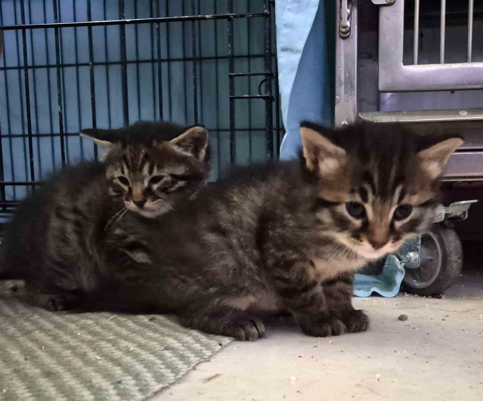 Hamile kedi sığındığı veteriner kliniğinde doğum yaptı
Hamile kedi sığındığı veteriner kliniğinde doğum yaptı