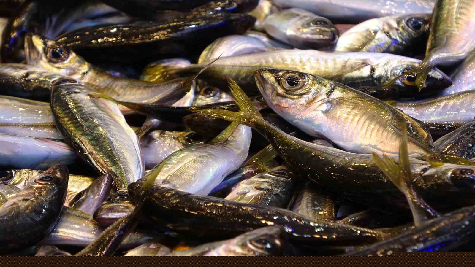 Hamside beklenen son
