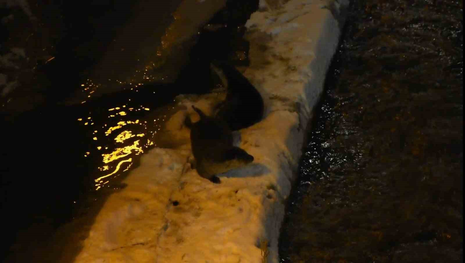 Harşit Çayı’nda nesli tehlike altındaki su samurları görüntülendi
