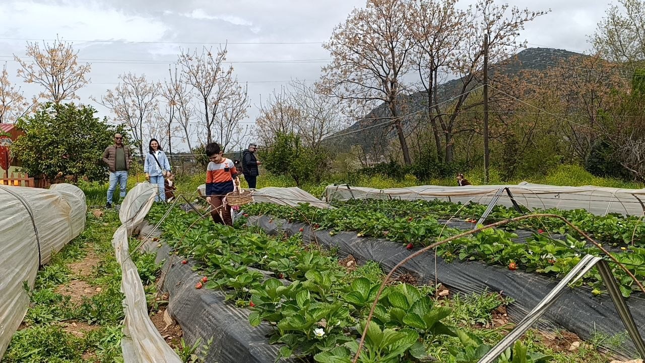 Hasadı çiftçi değil, vatandaş yaptı

