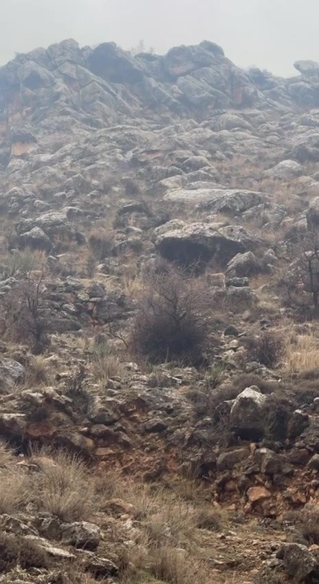 Hasankeyf’te örnek davranış: Sürücü durdu, dağ keçileri geçti
