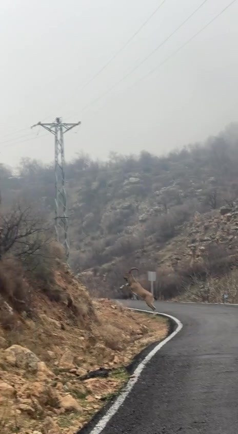 Hasankeyf’te örnek davranış: Sürücü durdu, dağ keçileri geçti
