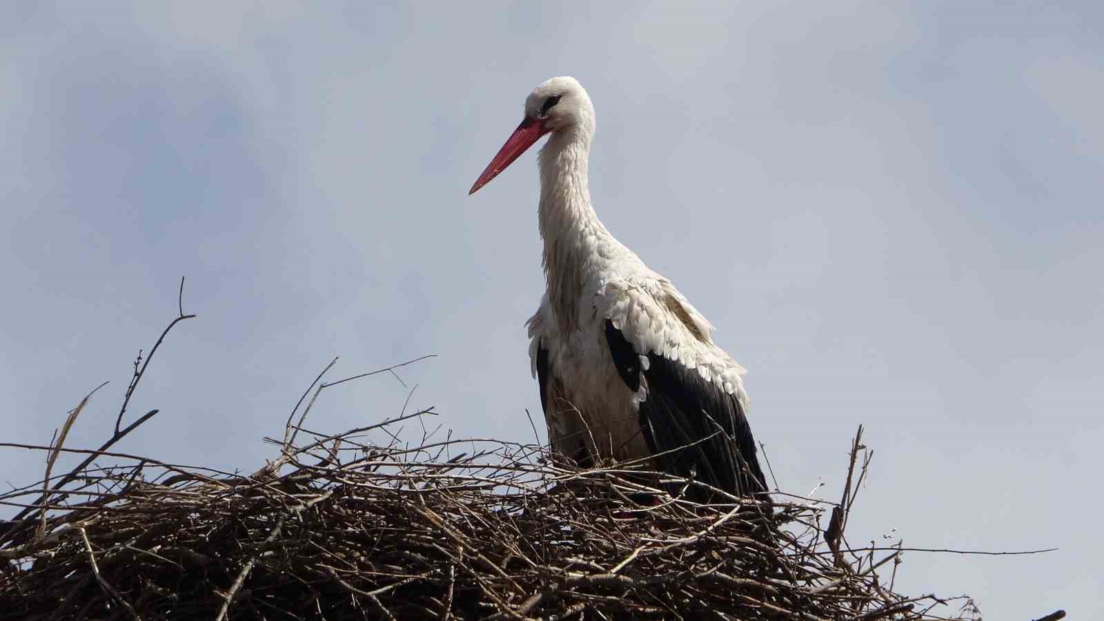 Hasköy’de leylekler aynı güzergahta 18 yuvayı doldurdu
