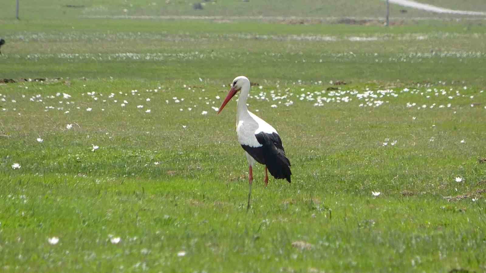 Hasköy’de leylekler aynı güzergahta 18 yuvayı doldurdu
