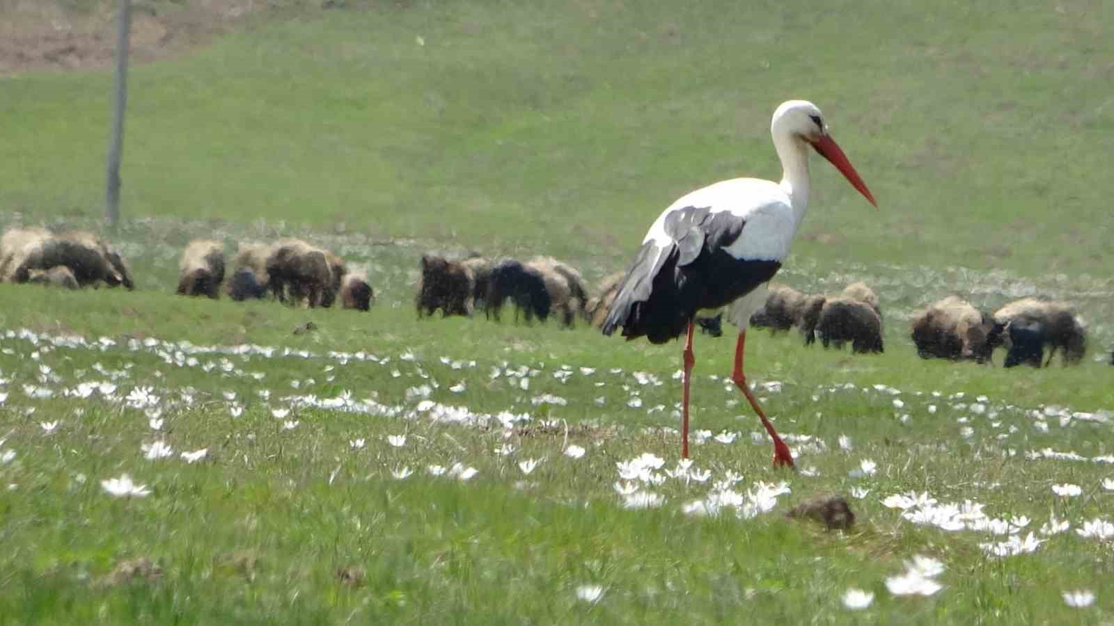 Hasköy’de leylekler aynı güzergahta 18 yuvayı doldurdu
