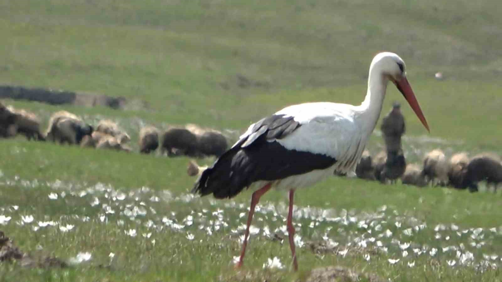Hasköy’de leylekler aynı güzergahta 18 yuvayı doldurdu
