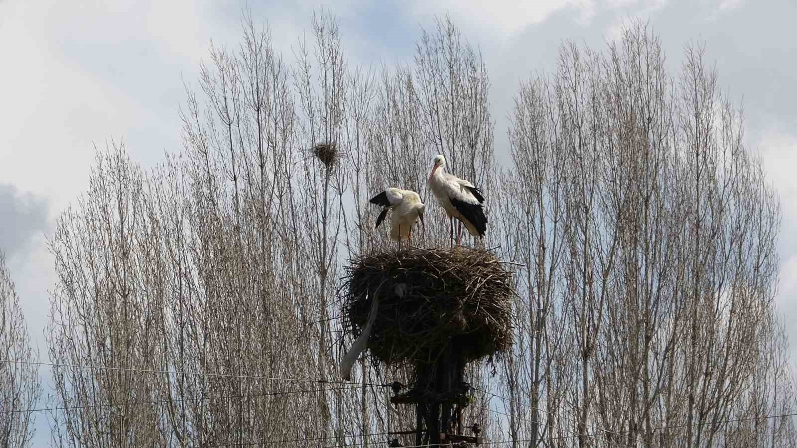 Hasköy’de leylekler aynı güzergahta 18 yuvayı doldurdu
