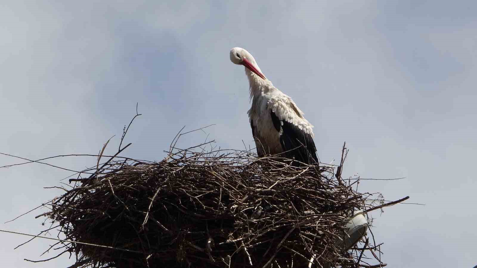 Hasköy’de leylekler aynı güzergahta 18 yuvayı doldurdu

