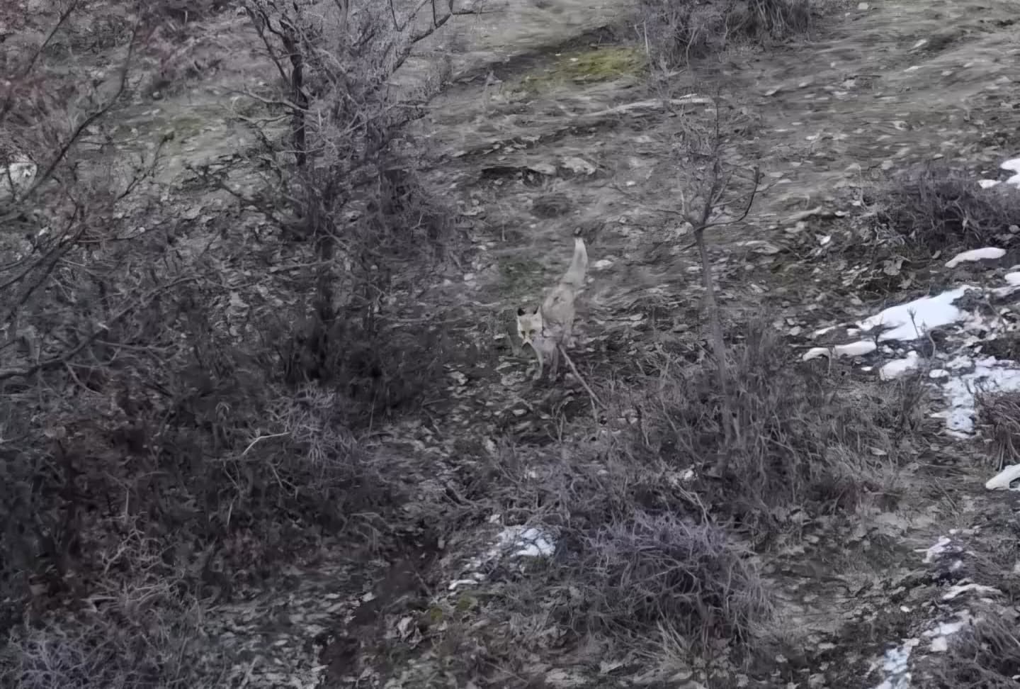 Hasköy’de tilkilerin dron ile imtihanı
