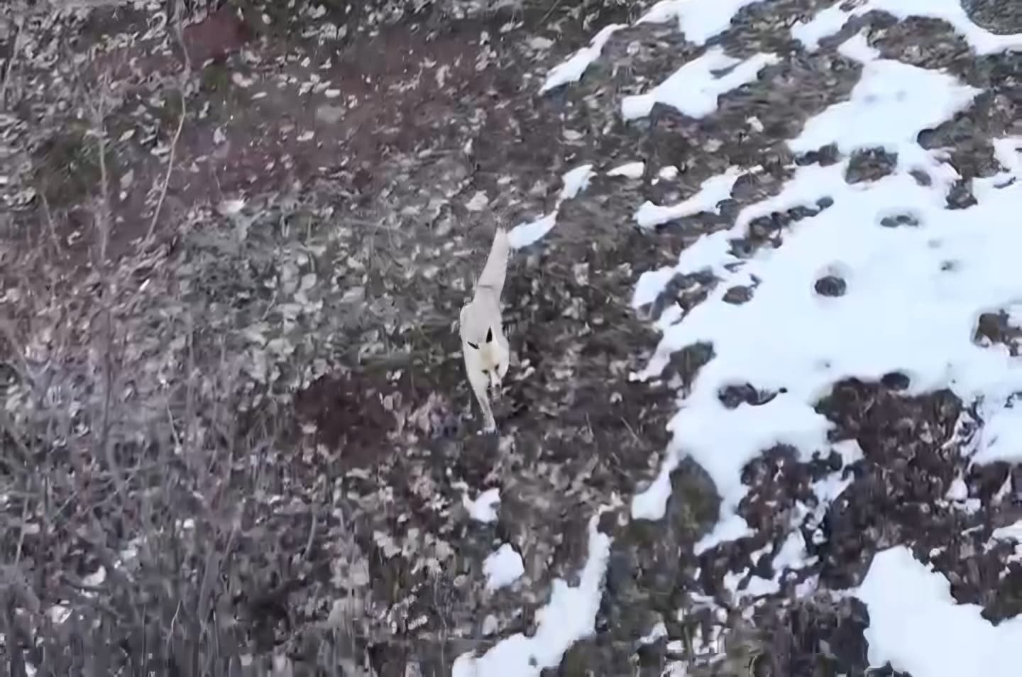 Hasköy’de tilkilerin dron ile imtihanı
