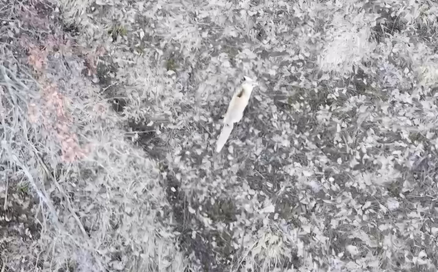 Hasköy’de tilkilerin dron ile imtihanı
