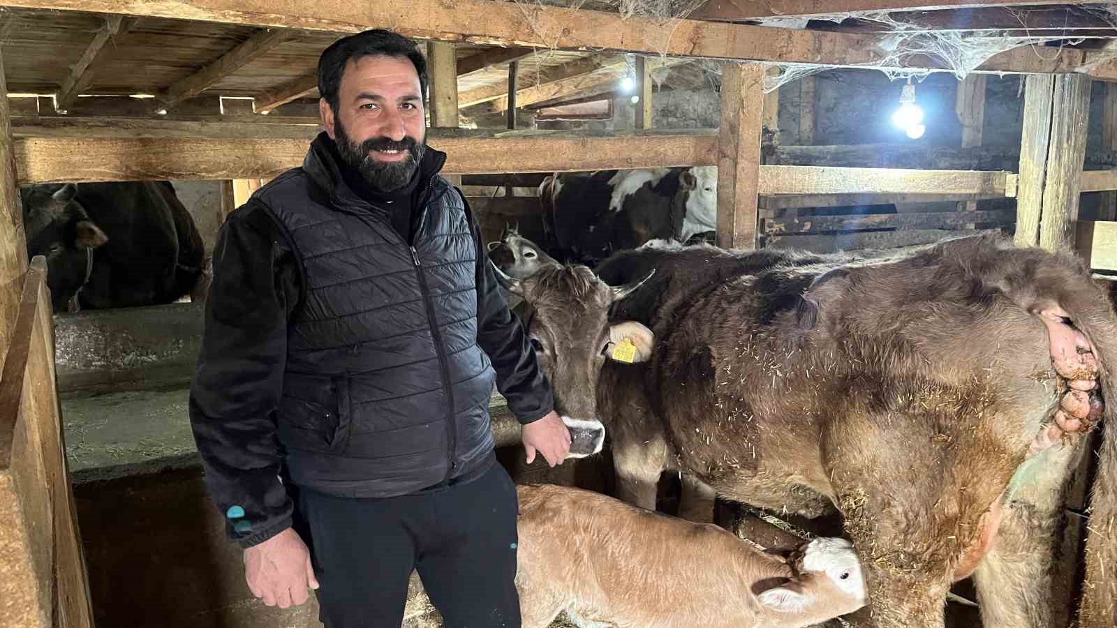 Hasta doğan buzağıları buhar makinesiyle hayatta tutuyor
