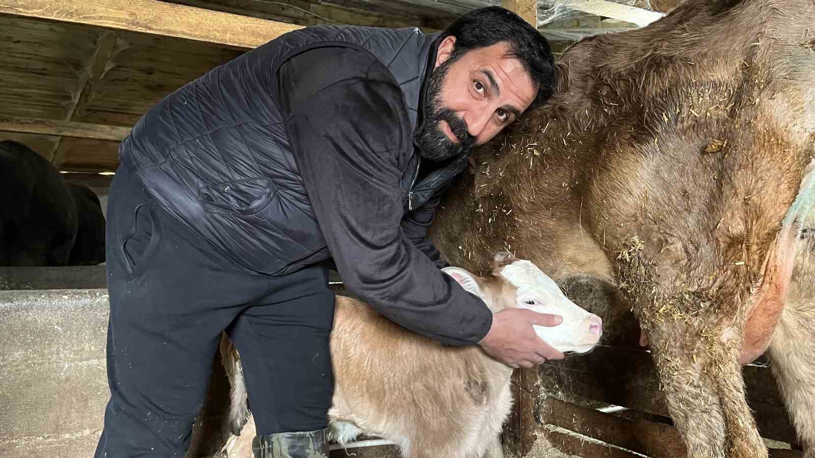 Hasta doğan buzağıları buhar makinesiyle hayatta tutuyor
