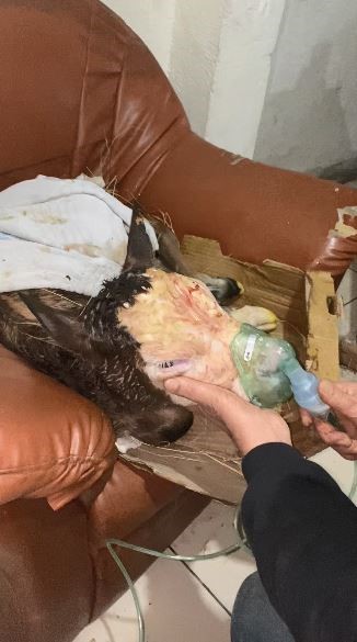 Hasta doğan buzağıları buhar makinesiyle hayatta tutuyor
