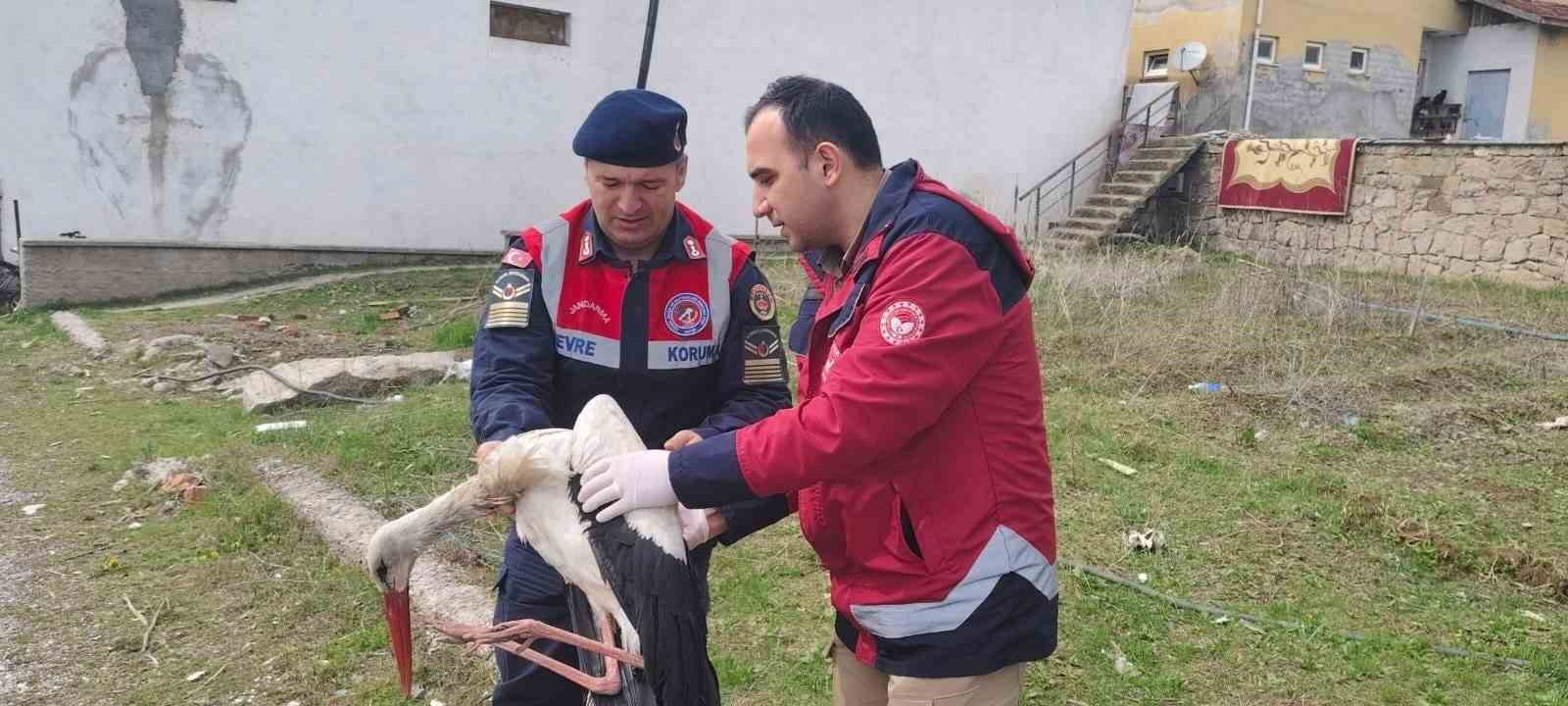 Hasta leylek koruma altına alındı
