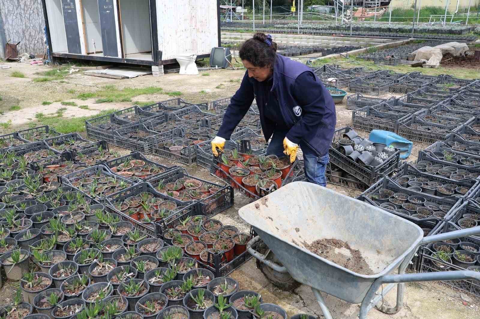 Hatay Büyükşehir Belediyesi bitkide dışa bağımlılığı en aza indirmeyi hedefliyor
