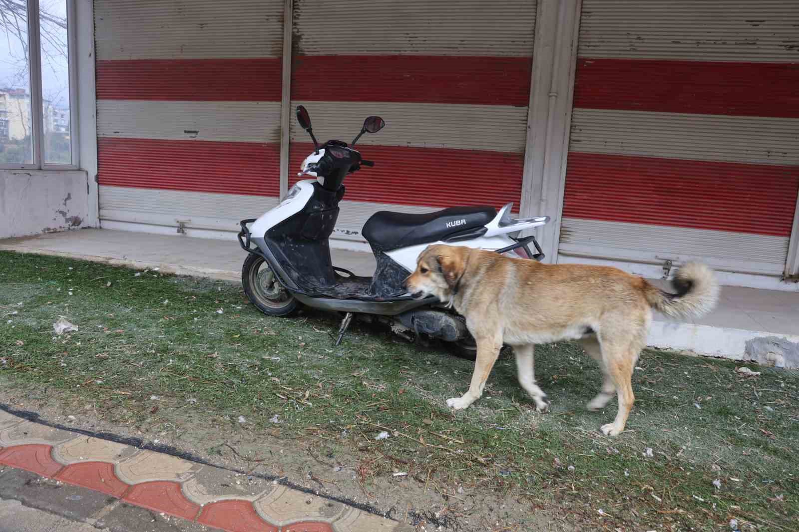Hatay’da 4 mahalleye kuduz karantinası
