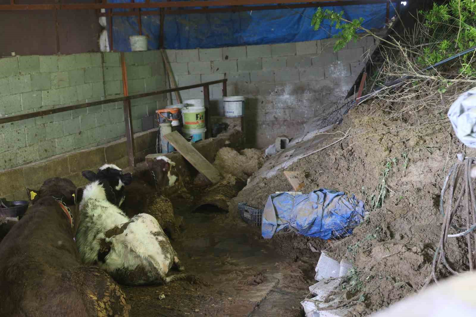 Hatay’da heyelanda önü toprakla dolan ahırda hayvanlar mahsur kaldı
