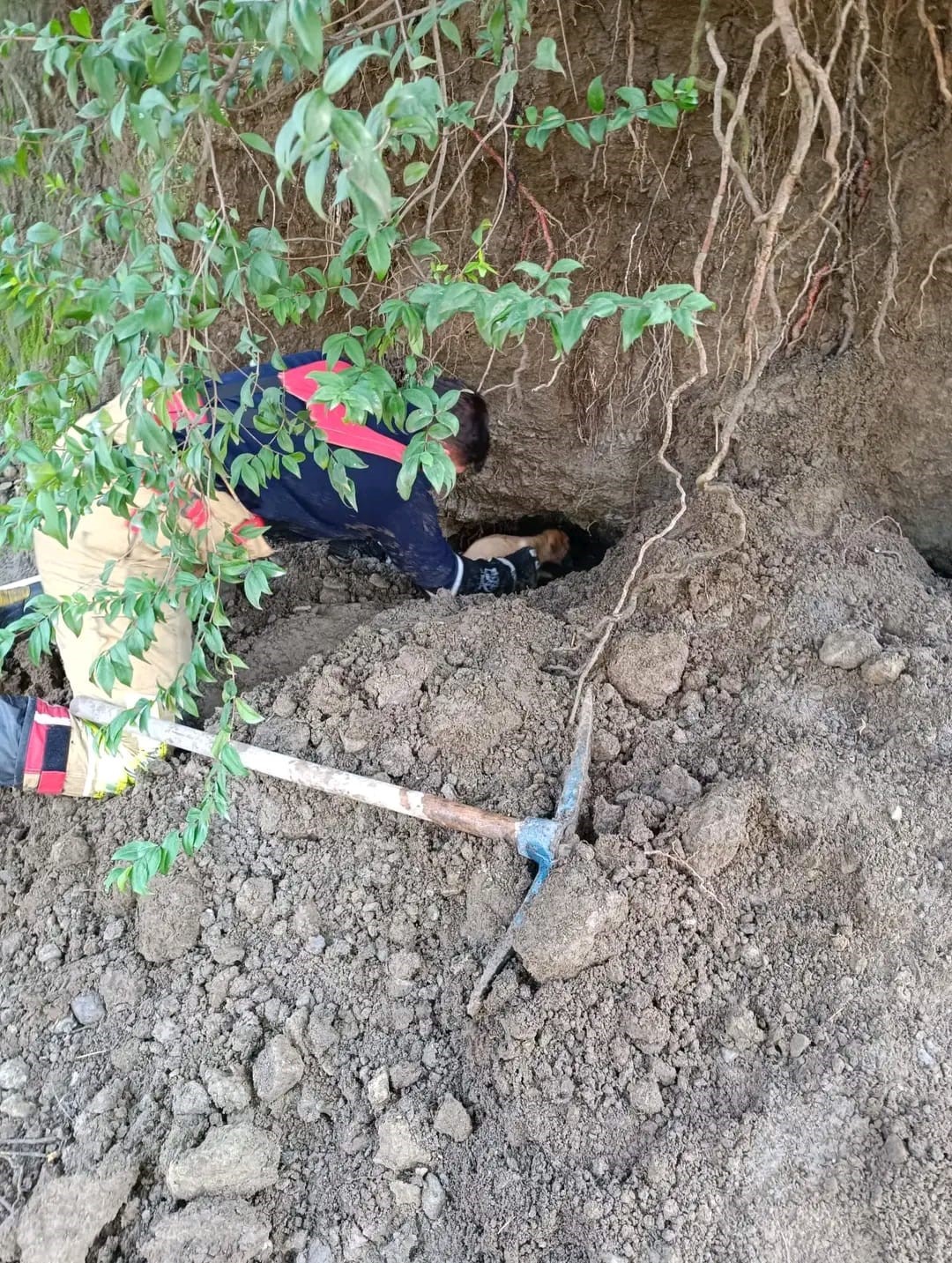 Hatay’da toprağın kaymasıyla göçük altında kalan yavru köpekler kurtarıldı
