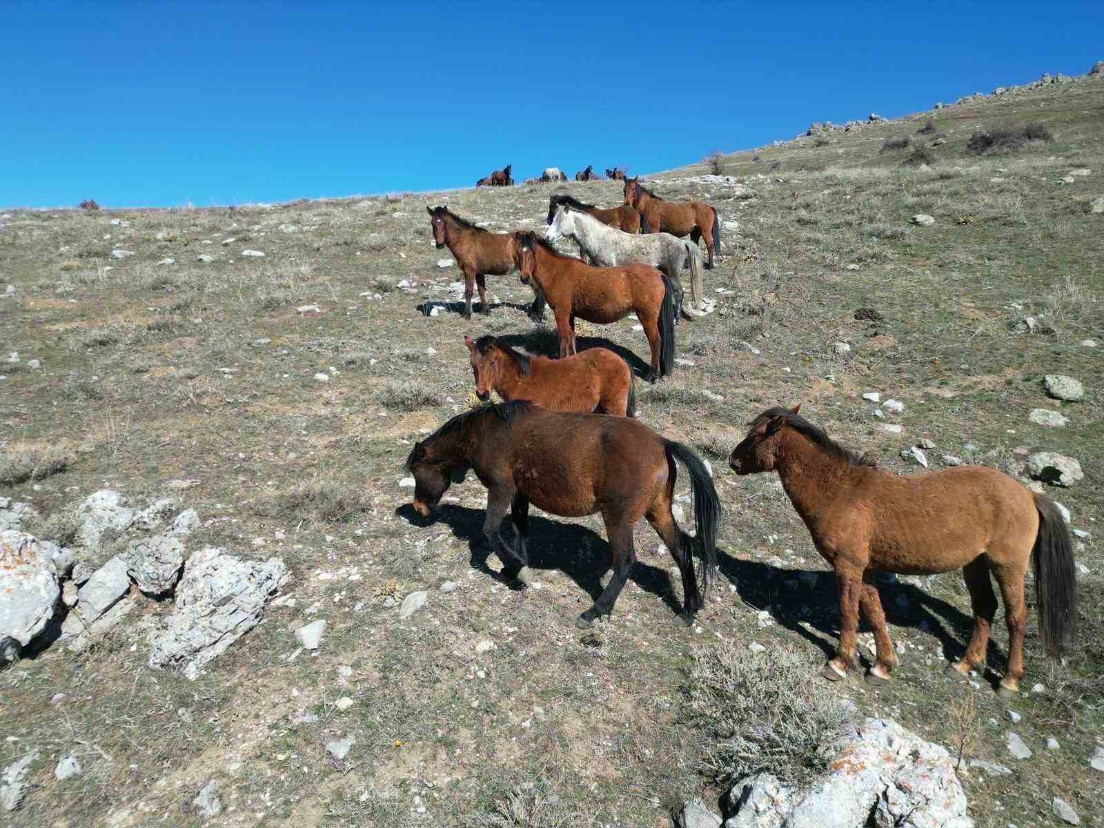 Havanın ısınmasıyla yılkı atlarının hareketliliği arttı
