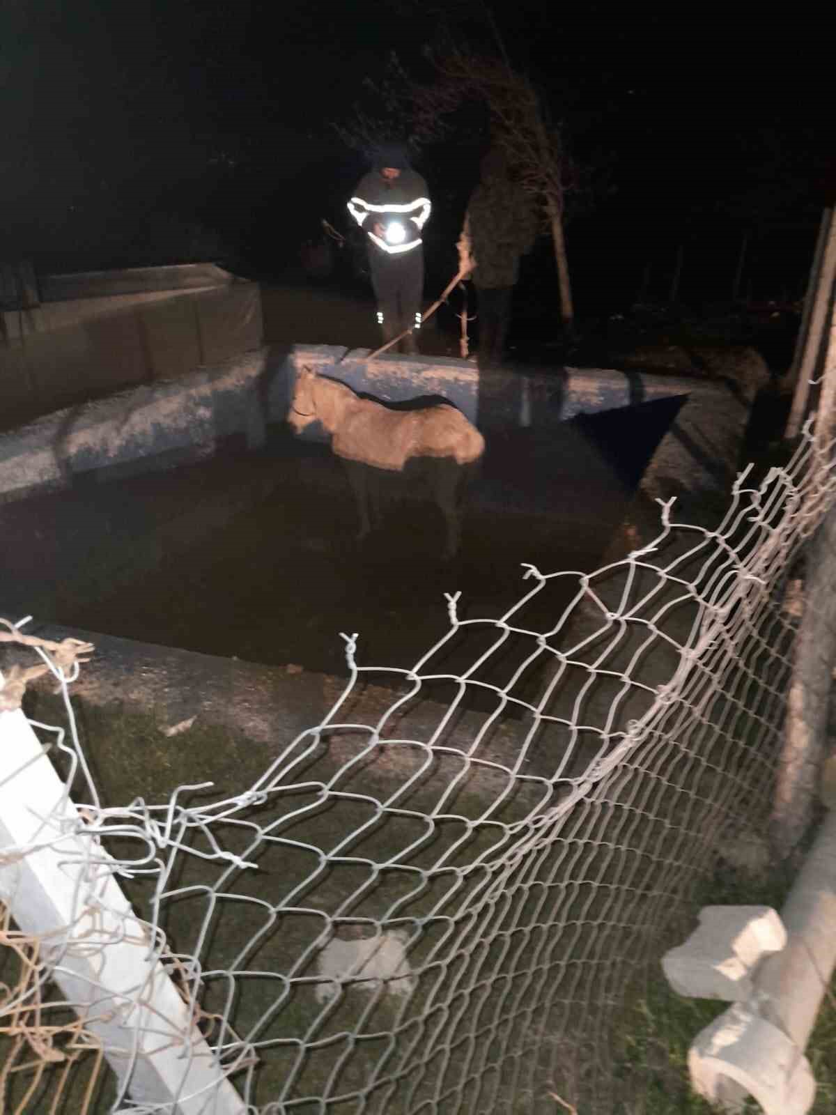 Havuza düşerek mahsur kalan atı itfaiyeciler kurtardı
