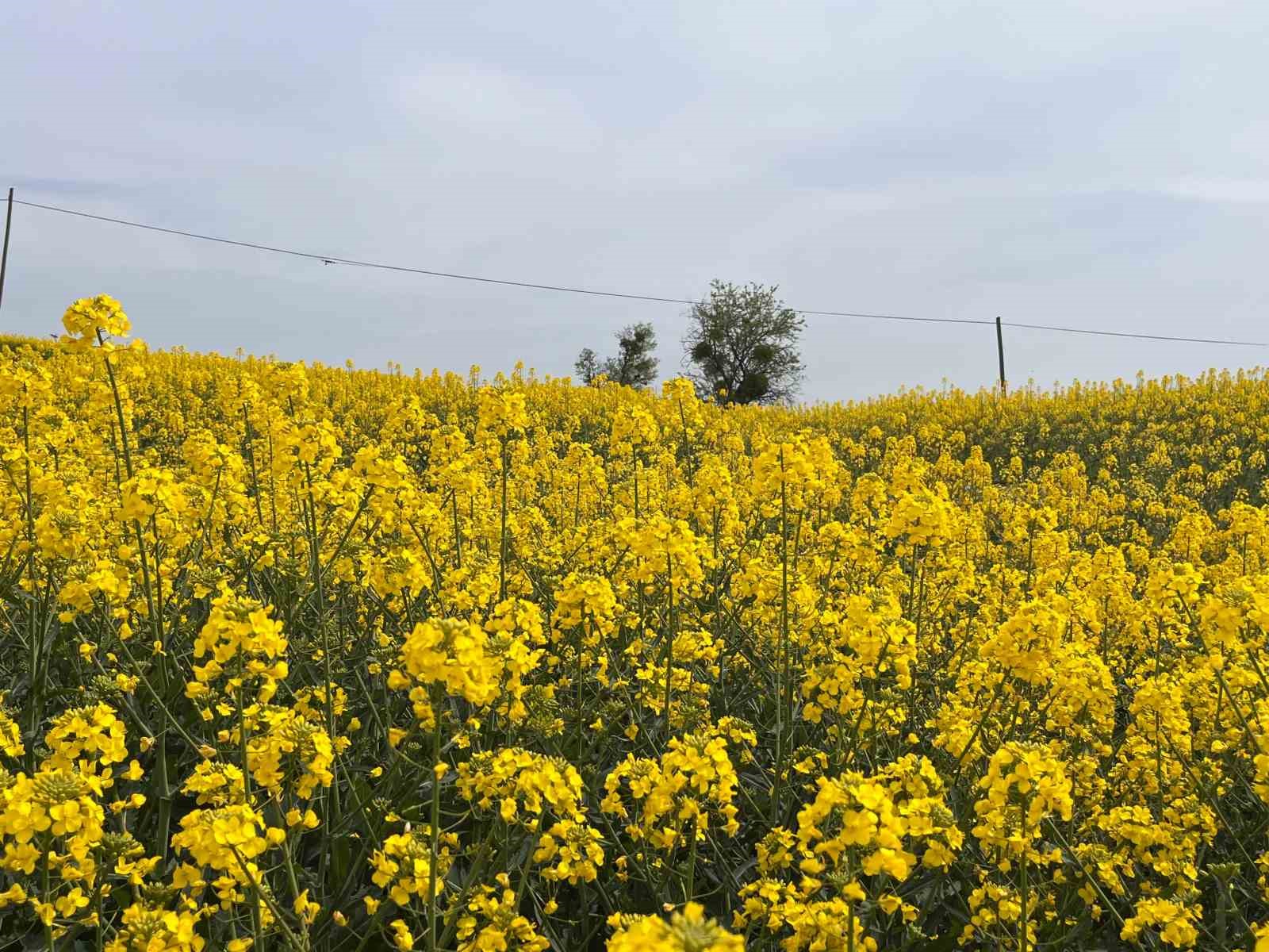 Hayrabolu’da bu yıl 21 bin dekar alanda kanola ekimi yapıldı

