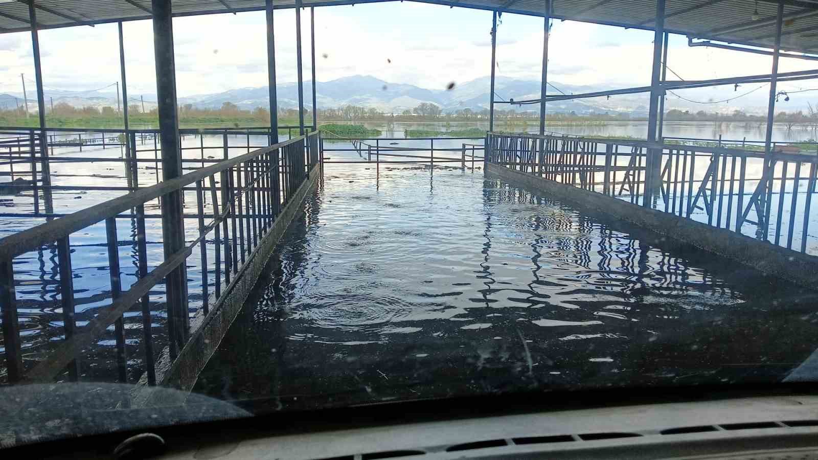 Hayvan damları sular altında kaldı, hayvanlar tahliye ediliyor
