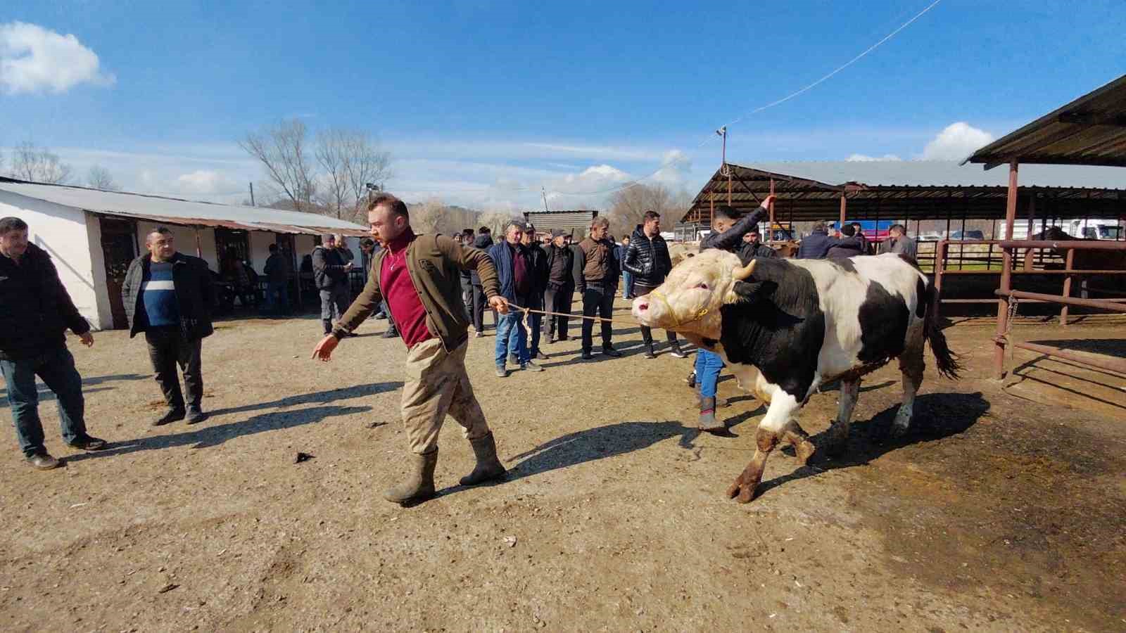 Hayvan pazarında hararetli pazarlık kamerada
Hayvan pazarında hararetli pazarlık kamerada